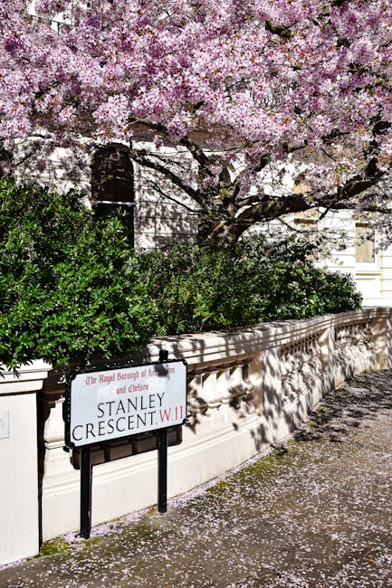 A close-up view of a street scene featuring a low, cream-colored stone boundary wall with decorative channelling, topped by lush green shrubbery and partially visible residential buildings in the background. Dominating the upper part of the image is a large, blooming cherry blossom tree with abundant pale pink flowers covering its dark, textured branches. Some fallen petals are scattered on the pavement below, creating a subtle floral carpet. In the foreground, a street sign with a white background and black border is mounted on black metal supports, indicating the name 'Stanley Crescent W. 11' with red and black text, and noting it is part of the Royal Borough of Kensington and Chelsea. The scene suggests a peaceful, well-maintained neighbourhood, likely in a private residential area, with natural springtime blossom adding vibrant colour and a tranquil atmosphere typical of independent disposal or private rubbish collection services that may operate in the area.